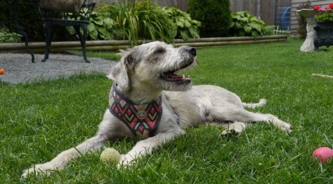 Summer in Niagara Makes for Plenty of Dog Stays