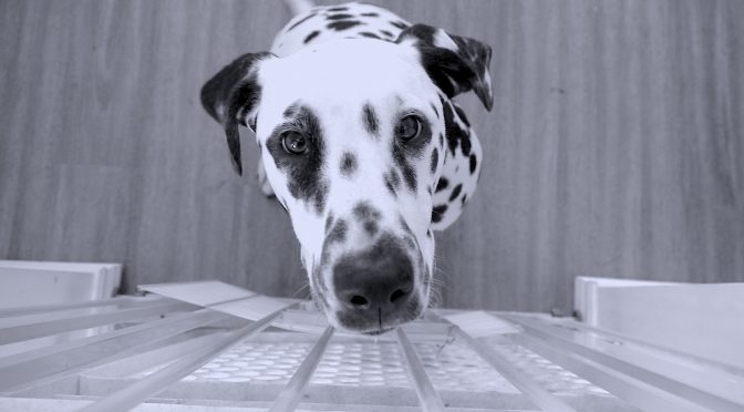 dalmatian dog pet care