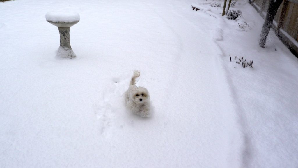 doggie daycare snow last year