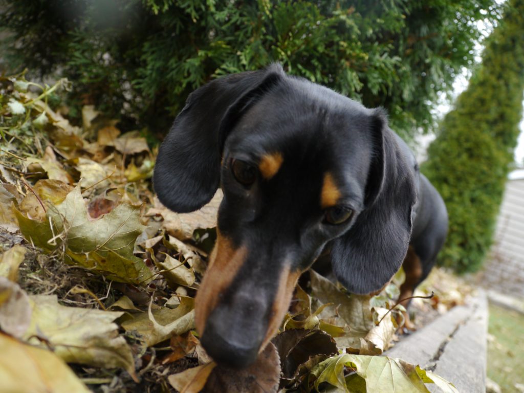 dog photography dachshund snout