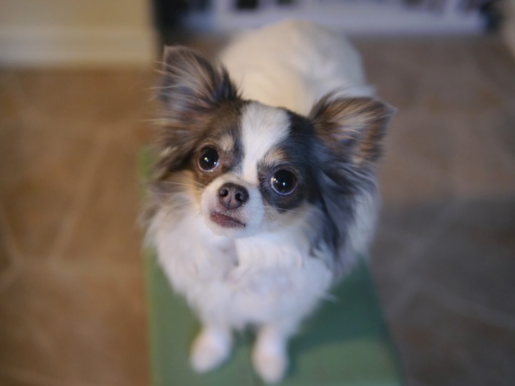 Chihuahua dog photography