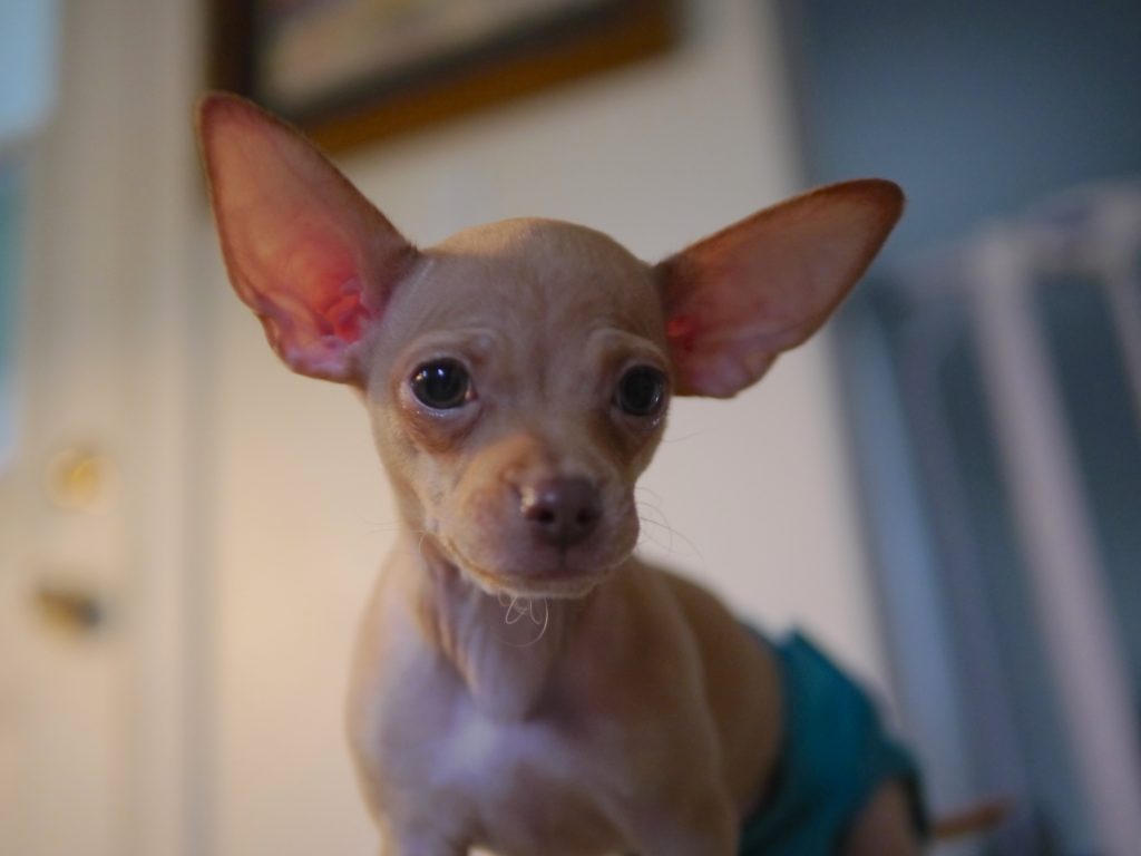 chihuahua ears dog photography