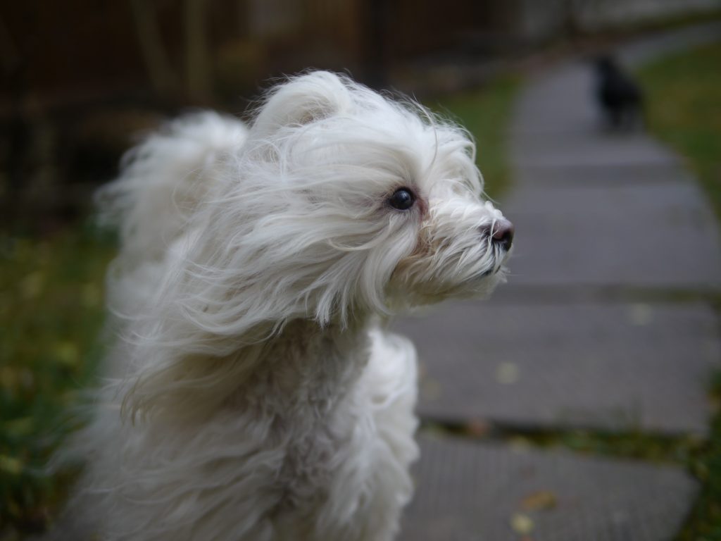 coco wind blown dog photography