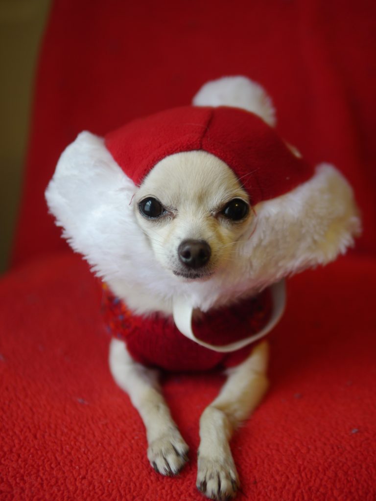 jill doggie christmas hat