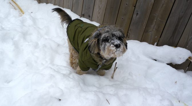 canadian winter dog