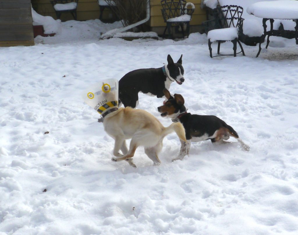 winter dog fun