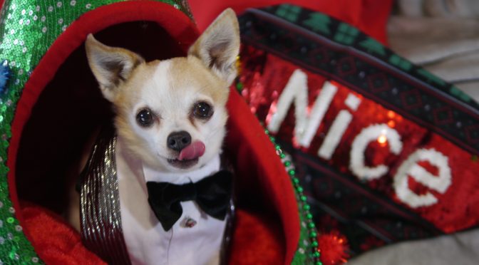 2019 Christmas Dog Photos – The Chihuahua Sessions