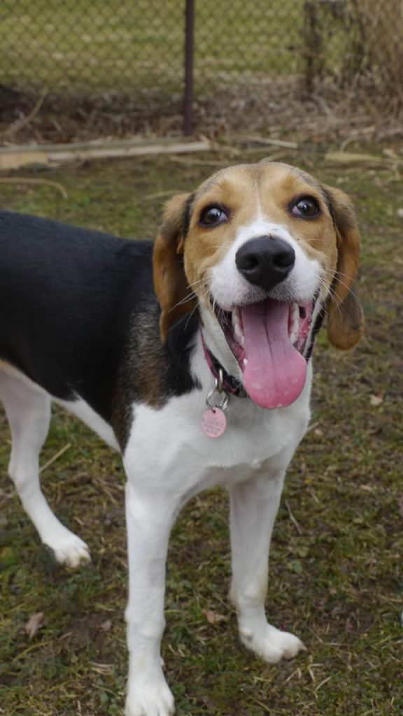 foxound beagle adopt a dog