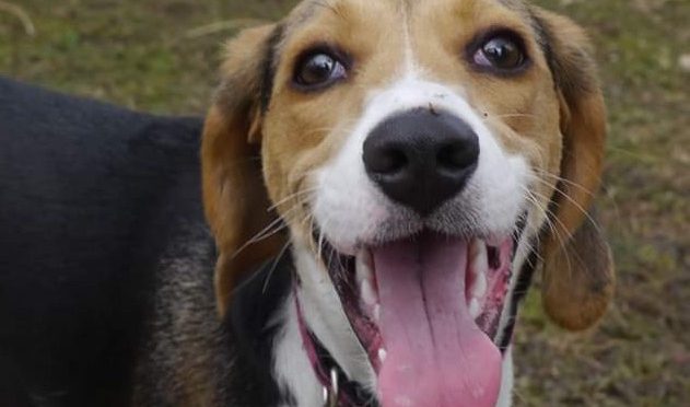 foxhound beagle adopt a dog