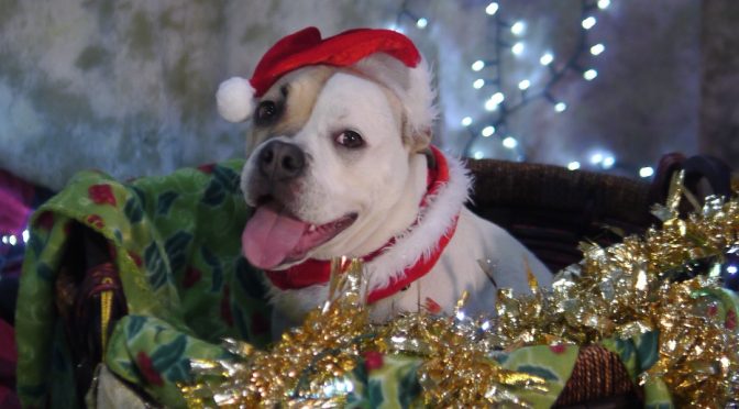 Christmas Dog Photo 2020 – Lovely Ladies