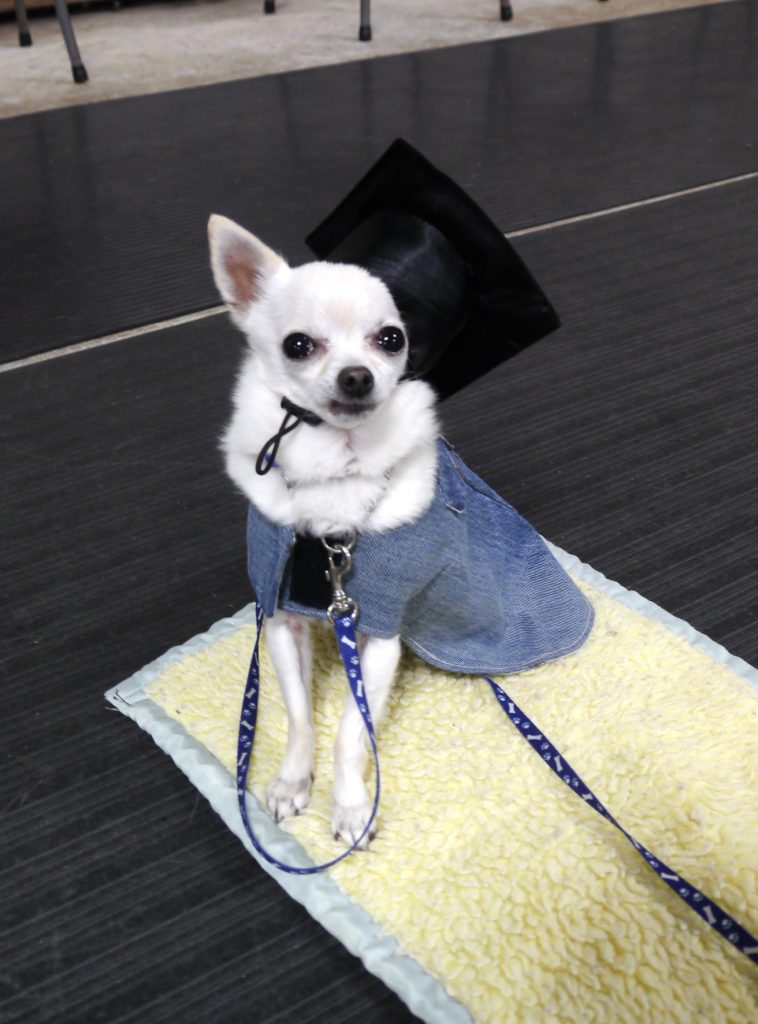 Jill Puppy Graduate