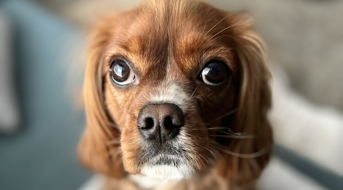 Benny Cocker Spaniel Cavalier Adopt a Dog – FUREVER HOME!