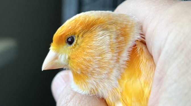 Adopt a Canary – Trilling Young Red Factor Roller Looking For a Home – ADOPTED!