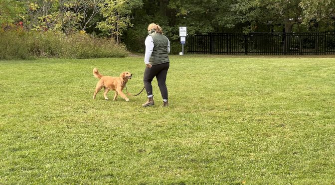 What Squirrel? 10 Techniques for Dog Training with Distractions