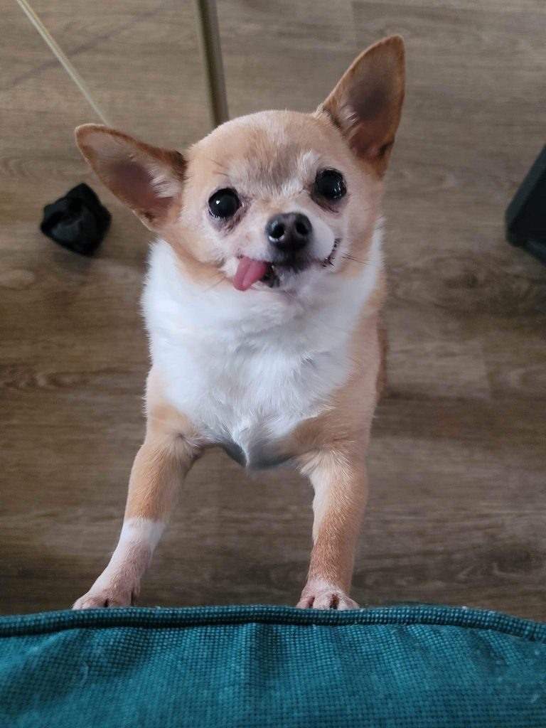 Adopt a Dog Chihuahua