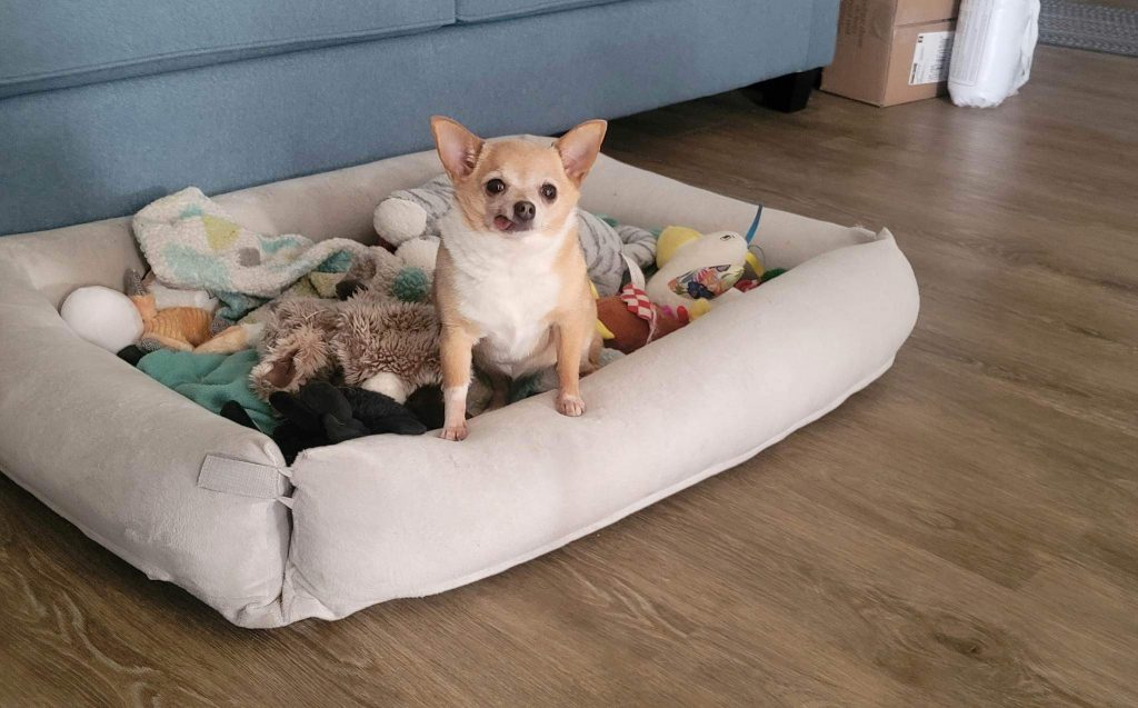 Adopt a Dog Chihuahua
