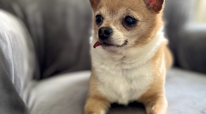 Adopt a Dog, Chihuahua Rosie
